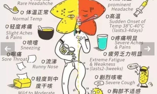 中药鬼箭羽的副作用网 | 中药鬼箭羽的副作用与禁忌,中药鬼箭羽的副作用和禁忌
